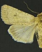 Euxoa serricornis