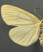Phryganidia californica