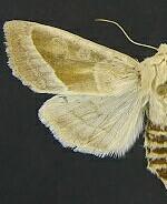 Hydraecia obliqua