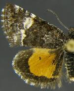 Annaphila ida