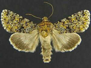 Sympistis wilsonensis
