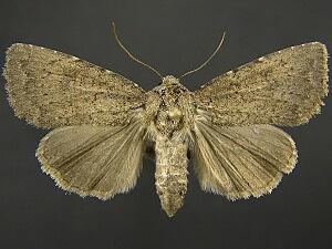 Aseptis ethnica