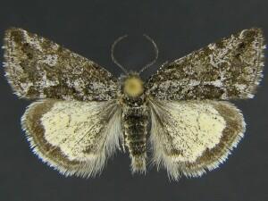 Annaphila scurlockorum