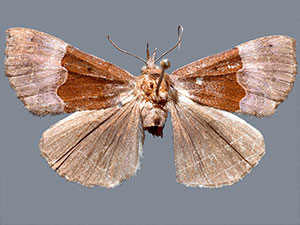 Hypena appalachiensis