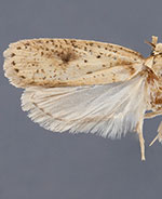 Agonopterix chrautis