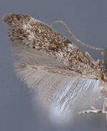 Elachista bregorella