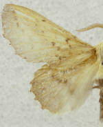 Phyllodesma americana