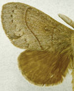 Dicogaster coronada