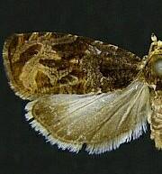 Olethreutes viburnanum