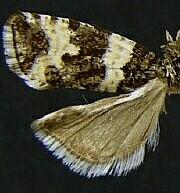 Olethreutes polluxana