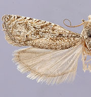 Pelochrista comatulana