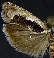 Epinotia n. sp. 1
