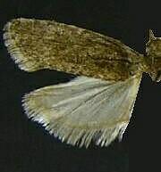Epinotia bicordana