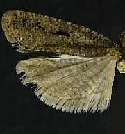 Epinotia n. sp. 4
