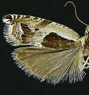 Ancylis subaequana