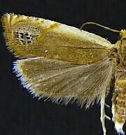 Hystrichophora ochreicostana