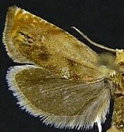 Hystrichophora n. sp. 1