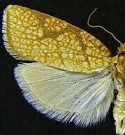 Dorithia trigonana