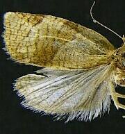 Choristoneura albaniana