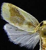 Sparganothis pulcherrimana