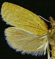 Sparganothis distincta