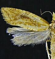 Aethes biscana