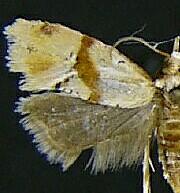 Cochylis caulocatax