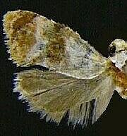 Thyraylia n. sp.
