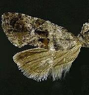 Cochylichroa punctadiscana
