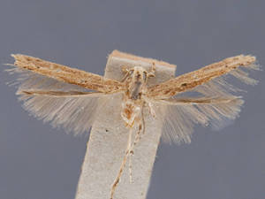 Batrachedra mathesoni