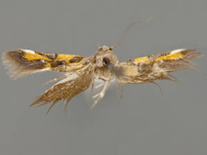 Euclemensia schwarziella