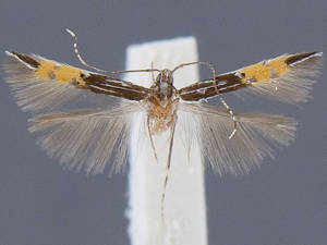 Cosmopterix chisosensis