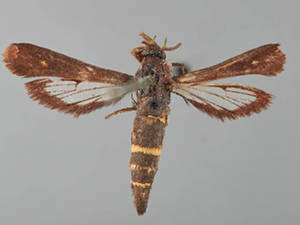 Carmenta anthracipennis
