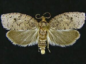 Phaecasiophora inspersa