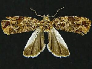 Olethreutes hippocastanum