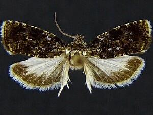 Olethreutes albiciliana