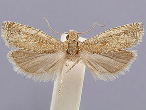 Pelochrista comatulana