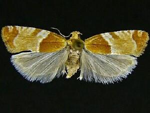 Epinotia castaneana