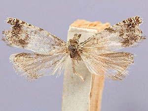 Epinotia ruidosana