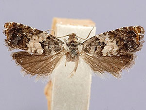 Epinotia heucherana