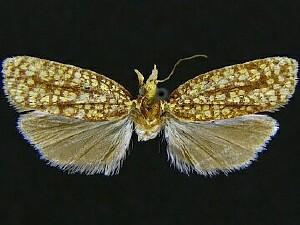 Sparganothis robinsonana