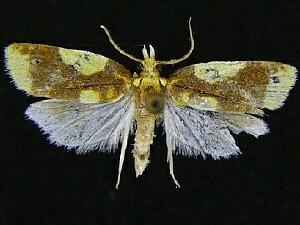 Sparganothis pulcherrimana