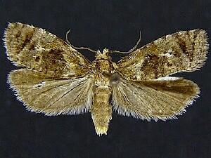 Phtheochroa modestana