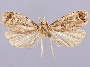 Phtheochroa terminana