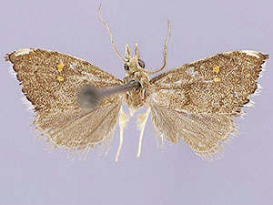Microcausta bipunctalis