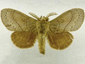 Dicogaster coronada