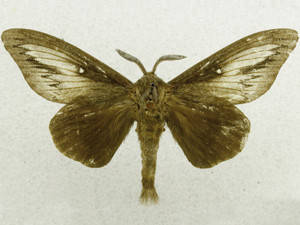 Gloveria sphingiformis