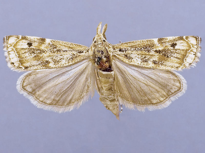 Moth Photographers Group – Prionapteryx yavapai – 5332