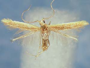 Coleophora juglandella