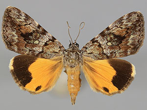 Catocala pinicola